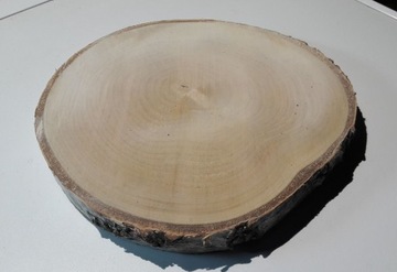 Suchy plaster krążek brzoza drewna plastry 13-15cm