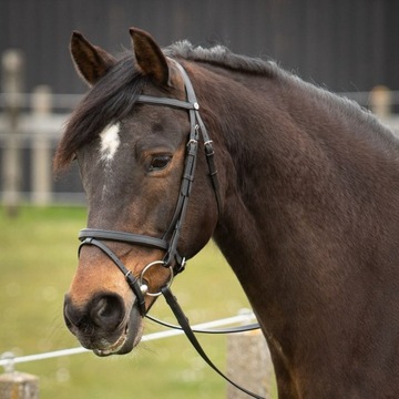 HARRY'S ogłowie EASY CARE black [R: Cob]