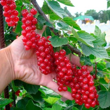 Микориза СМОРОДИНА И ОЧКИ крупные плоды 1,5л