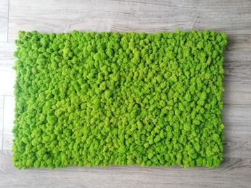 Панно из мха ПРЕМИУМ, 50х40 см