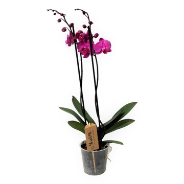 Phalaenopsis - Orchidea Fioletowa - Doniczka 12cm - Wysokość 50-60cm