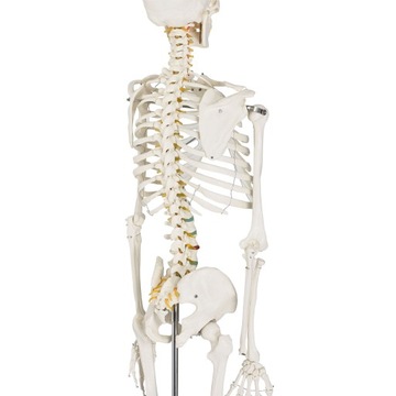 МОДЕЛЬ 501 SKELETON SKELETON 181,5 см FV В РАССРОЧКУ