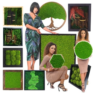 Mech PŁASKI średni zielony szwedzki 200g netto Dekoracyjny żywy ozdobny