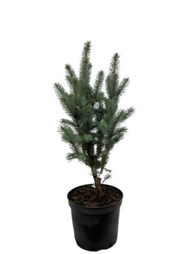 Świerk Kłujący Picea Pungens ISELI FASTIGIATA wysokość 60-70 cm doniczka 5L