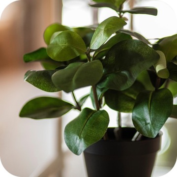 ЖИДКОЕ УДОБРЕНИЕ 1л ДЛЯ ЗЕЛЕНЫХ РАСТЕНИЙ ФЛОРОВИТ 1кг КОНЦЕНТРАТ