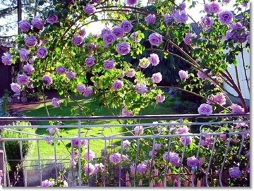 Высокая плетистая роза фиолетового цвета.