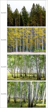 Plakat 100x70 las, lasy, drzewo, drzewa, rośliny