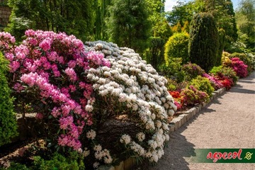 AGRECOL HORTIFOSKA КОНДИЦИОНЕР УДОБРЕНИЕ ДЛЯ РОДОДРОНОВ, ГИДРЕНЧИКОВ, АЗАЛИЙ, УТЕПЛИТЕЛЕЙ