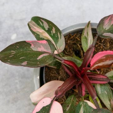 Zestaw do zrobienia podłoża przepuszczalnego, luźnego dla roślin 8L 