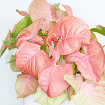 Syngonium Neon Robusta ŻYWY NEON Zroślicha Niepowtarzalny Kolor Pudrowy Róż