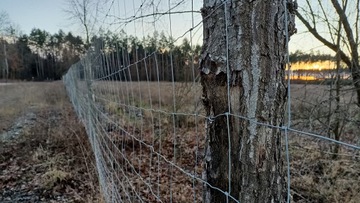 СЕТКА ДЛЯ ЗАБОРА ЛЕСНАЯ 200/21/10 L - рулон 25 м