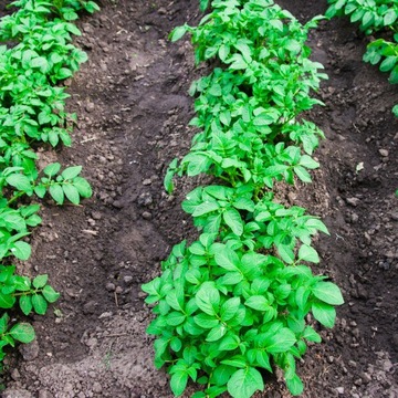 БАЗАЛЬТОВЫЙ ШРОТ 10КГ УДОБРЕНИЕ ДЛЯ ВЕСЕННИХ ТРАВ, ГИДРЕНЗИОННЫХ ЦВЕТОВ, ПОМИДОРОВ