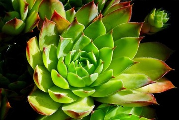 ГЛИНА, МОЛОТАЯ ГЛИНА, САДОВЫЕ ЦВЕТЫ, ДОБАВКА 25 кг.