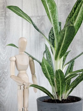 Aglaonema 'Matcha Lemon' Ø12 cm