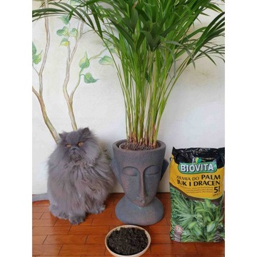 2x ПОЧВА ДЛЯ ЗЕЛЕНЫХ ПАЛЬМ JUK DRACEN 10л