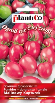 Pomidor MALINOWY KAPTUREK cherry samokończący PLENNY odporny nasiona 0,2 g