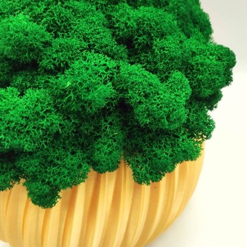 Вазон с мхом хроботек, 23 см, мох хроботек в золотом горшке, 3D печать