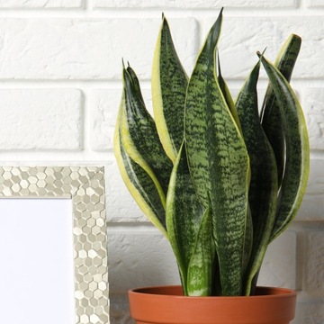 Sansevieria 'FUTURE SIMPLEX' popularna klasyczna Sansewieria roz. S II kat.