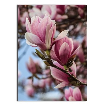 1x OBRAZ NA PŁÓTNIE CANVAS KWITNĄCA MAGNOLIA 70x100