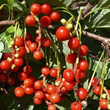 Лимонник китайский (Schisandra chinensis) P9/C1