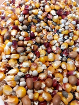 Zanęta na ryby Kukurydza Bobik Konopia Łubin 5x1Kg