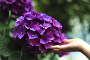 Удобрение для кислолюбивых гортензий и рододендронов ФруктоВит Плюс 5кг гранулы