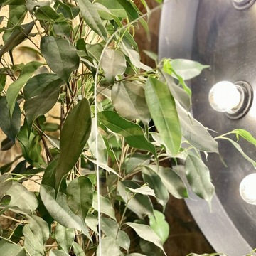 Защитная крышка для настольной перегородки PLEXI PMMA 120x60