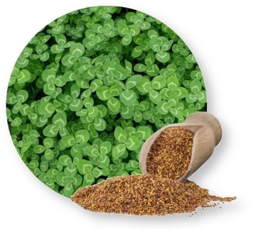 Koniczyna MIKROKONICZYNA biała drobnolistna 1kg