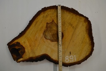 Срез древесины каштана 47x31см Gr4см Доска Patera