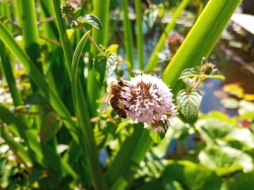 Водяная мята Mentha aquatica для пруда