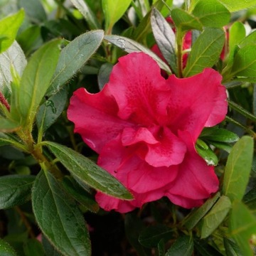 Mini Azalia BloomChampion Czerwona powtarzająca kwitnienie