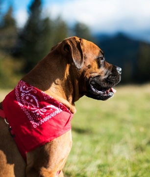 Bandana Chusta Apaszka Bandanka Damska Męska Dziecięca NIEBIESKA Bawełniana