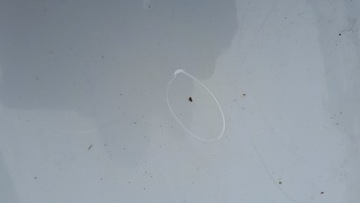 S4 B8 ЛИФТ A4 КАПОТ КРЫШКА ДВИГАТЕЛЯ LS9R