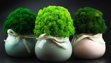 Мох в горшке МИКРОКЛИМАТ БОЧКИ