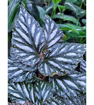 Begonia maynensis