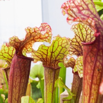 Специализированный субстрат для мухоловок и черных ловцов.