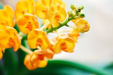 COMPO NAWÓZ KĄPIEL SPA DO STORCZYKÓW ORCHIDEI