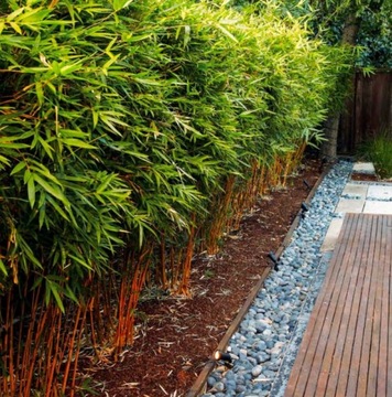 Бамбук Морозостойкий до -20 С для живой изгороди, сада и террасы семена 5 шт.
