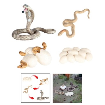 Модель роста Дошкольная биология