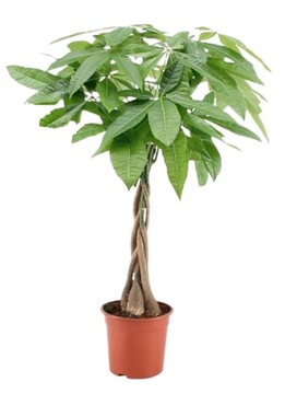 Pachira Aquatica - 'Money Tree' - Doniczka 17cm - Wysokość 60-70cm