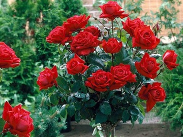 Róża pienna Czerwona mini 1-850
