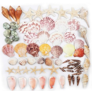РАКОВИНЫ МОРСКИЕ РАКОВИНЫ 9 ВИДОВ ОРНАМЕНТЫ Сделай сам УКРАШЕНИЕ АКВАРИУМ ПОДЕЛКА