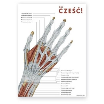 Plansza tablica anatomiczna plakat DAJ CZEŚĆ
