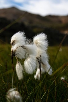 WEŁNIANKA ERIOPHORUM SPECIES kwitnie biało kłebek waty