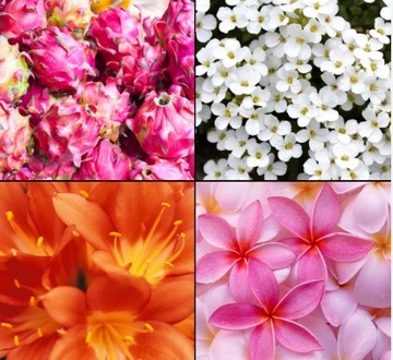 Духи Tesori d'Oriente Dragon Flower 100 мл