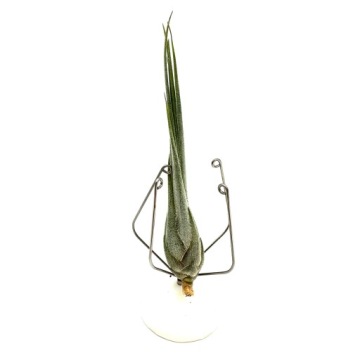 Tillandsia disticha MINI Weevil - живое растение для террариума