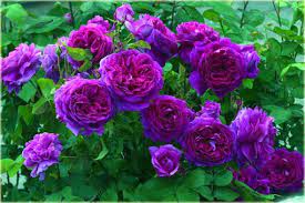 Английская фиолетовая ароматная роза.