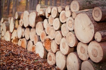 DREWNO KOMINKOWE OPAŁOWE SOSNA 1 KG - MERCURIAGOLD