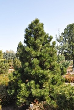 SOSNA BOŚNIACKA zwarta odmiana gęsta DUŻA SOSNA Pinus leucodermis ODPORNA