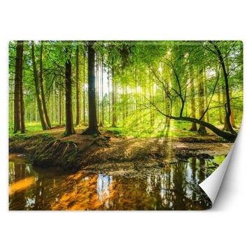 FOTOTAPETA Strumień las o wschodzie słońca 300x210